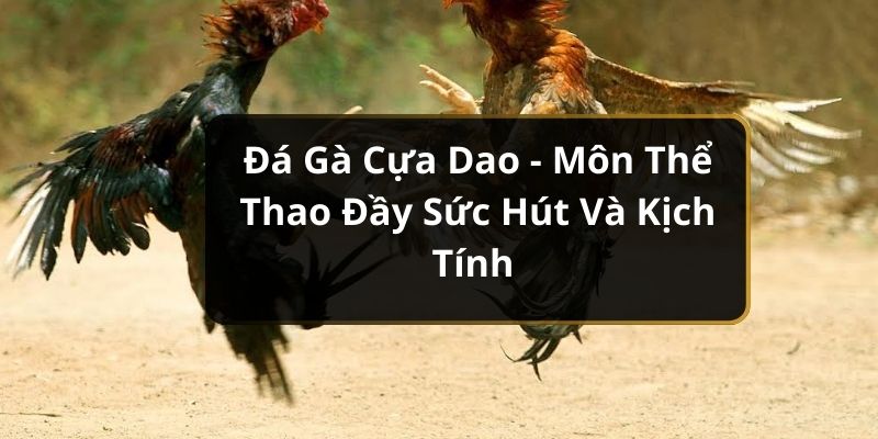 Đá gà cựa dao