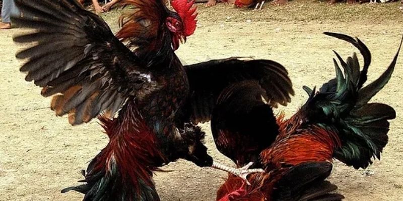 Một trận đá gà cựa dao sẽ diễn ra như thế nào?