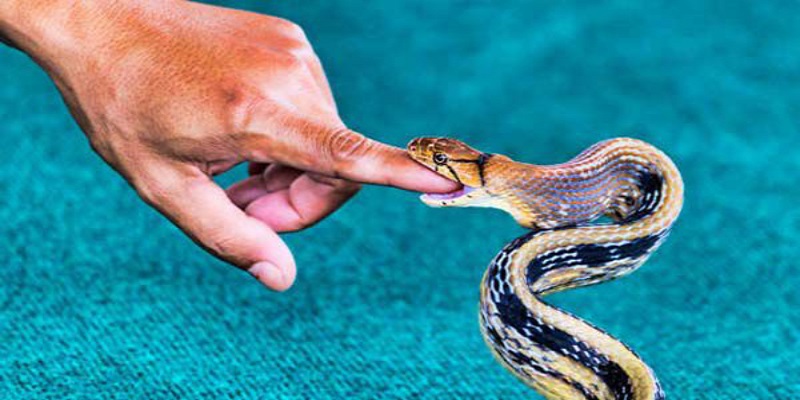 Mơ thấy bị rắn cắn vào tay và ý nghĩa phong thủy tốt đẹp