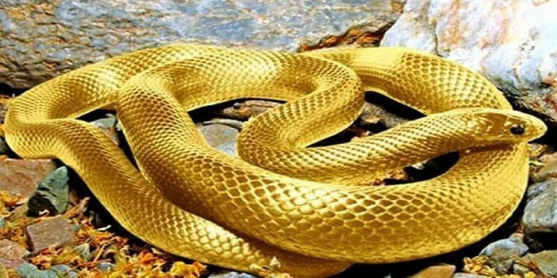 Giấc mơ thấy rắn vàng là những điềm báo may mắn cho gia đình bạn