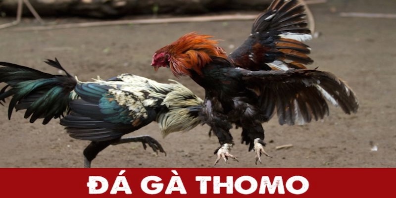 Những nét đặc sắc của đá gà Thomo tại BET88